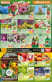 Bio Äpfel Angebote im Prospekt "Mehr fürs Geld" von Norma Bio Äpfel Angebote im Prospekt "Mehr fürs Geld" von Norma auf Seite 14