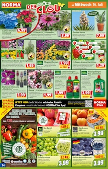 Stauden Angebot im aktuellen Norma Prospekt auf Seite 14