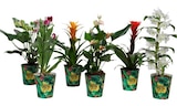 Foire aux plantes d'intérieur à 5,99 € dans le catalogue Carrefour