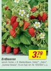 Erdbeeren im aktuellen toom Baumarkt Prospekt
