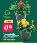 Primeln, Bellis oder Hornveilchen im Netto mit dem Scottie Prospekt zum Preis von 0,79 €