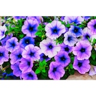 Plante à massif - MDD en promo chez Carrefour Market Bastia à 2,99 €