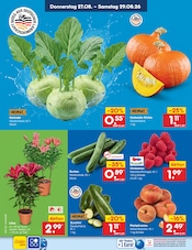 Kürbis im Netto Marken-Discount Prospekt in Pinneberg Aktueller Netto Marken-Discount Prospekt mit Kürbis, "Aktuelle Angebote", Seite 52