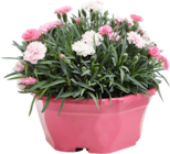 Composition d'œillets à 9,99 € dans le catalogue Delbard