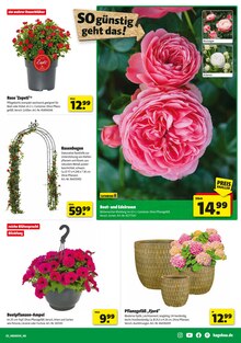 Blumentopf im aktuellen Hagebaumarkt Prospekt (Mönchengladbach) Blumentopf im Hagebaumarkt Prospekt "Raus in den Garten? SO günstig geht das!" mit 16 Seiten (Mönchengladbach)