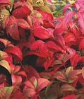 Bambou sacré Nandina Domestica en promo chez Carrefour Strasbourg à 9,99 €