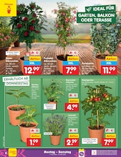 Aktueller Netto Marken-Discount Prospekt mit Blumen, "Aktuelle Angebote", Seite 10