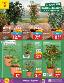 Pflanzen im Netto Marken-Discount Prospekt "Aktuelle Angebote" mit 65 Seiten (Hannover)