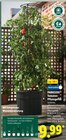Tomaten im Lidl Prospekt Tomaten-Pflanzgefäß von PARKSIDE im aktuellen Lidl Prospekt für 9,99 €