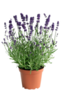 Hagebaumarkt Uchte - Lavendel Angebot im Prospekt Lavendel bei Hagebaumarkt im Uchte Prospekt für 2,79 €