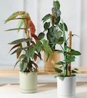 Plantes vertes avec tuteur mousse - Super U à Clermont-Ferrand Plantes vertes avec tuteur mousse en promo chez Super U Clermont-Ferrand à 9,99 €