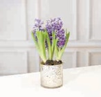 Composition de 3 jacinthes dans le catalogue Hyper U