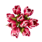 Aktuelles Großer bunter Tulpenstrauß Angebot bei Lidl in Koblenz ab 4,99 €