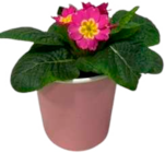 Primeln bei EDEKA im Prospekt "" für 1,00 €