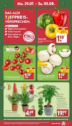 Orchidee Angebot im aktuellen ALDI Nord Prospekt auf Seite 3