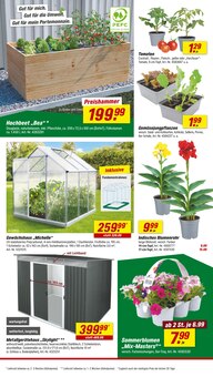 Blumen im toom Baumarkt Prospekt "Respekt, wer's selber macht." mit 24 Seiten (Oldenburg)