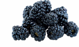 Brombeeren im aktuellen Netto Marken-Discount Prospekt