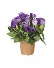 Aktuelle Zimmerpflanzen Angebote bei Lidl in Mannheim Aktuelles Eustoma Angebot bei Lidl in Mannheim ab 1,99 €