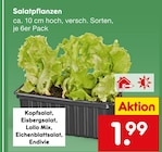 Salatpflanzen Angebote bei Netto Marken-Discount Wiesbaden für 1,99 €
