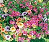 Calibrachoa à LaMaison.fr dans Pradons