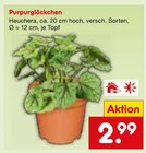 Purpurglöckchen im Angebot bei Netto Marken-Discount in Unna Purpurglöckchen Angebote bei Netto Marken-Discount Unna für 2,99 €