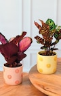 Calathea en promo chez Super U Nanterre à 8,99 €