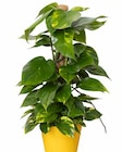 Efeutute (Epipremnum pinnatum Aureum) von  im aktuellen Pflanzen Kölle Prospekt für 24,99 €