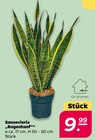 Sansevieria  im aktuellen Netto mit dem Scottie Prospekt für 9,99 €