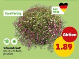 Schleierkraut im Angebot bei Penny in Wuppertal Schleierkraut Angebote bei Penny Wuppertal für 1,89 €