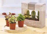 Trio cactus ou succulentes - U Express à Brest Trio cactus ou succulentes en promo chez U Express Brest à 4,99 €