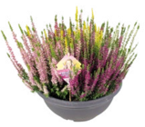 Raiffeisenmarkt - Knospenblüher-Heide „High Five“. Calluna „High Five“ Angebot im Prospekt Knospenblüher-Heide „High Five“. Calluna „High Five“ bei Raiffeisenmarkt im Prospekt "" für 7,99 €
