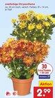 zweifarbige Chrysantheme Angebote bei Netto Marken-Discount Krefeld für 2,99 €