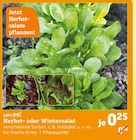 Herbst- oder Wintersalat von Kölle's Beste! im aktuellen Pflanzen Kölle Prospekt für 0,25 €