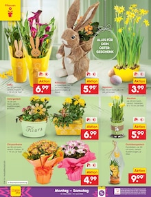 Blumen im Netto Marken-Discount Prospekt "Aktuelle Angebote" mit 65 Seiten (Bielefeld)