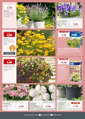 Aktueller BBM Baumarkt Prospekt mit Blumentopf, "So schön kann Baumarkt sein", Seite 2