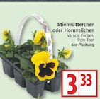 Stiefmütterchen im aktuellen EDEKA Prospekt