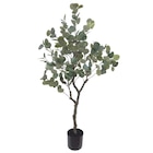 KUNSTPFLANZE 122 cm im XXXLutz MöbelhĂ€user Prospekt KUNSTPFLANZE 122 cm von Ambia Home im aktuellen XXXLutz MöbelhĂ€user Prospekt fĂŒr 29,99 âŹ