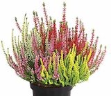 Dehner Garten-Center Bad Dürrheim - Knospenheide 'QUATTRO-GIRLS' Angebot im Prospekt Knospenheide 'QUATTRO-GIRLS' bei Dehner Garten-Center im Bad Dürrheim Prospekt für 3,99 €