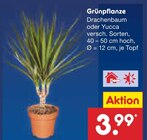 Aktuelles Grünpflanze Drachenbaum Angebot bei Netto Marken-Discount in Jena ab 3,99 €