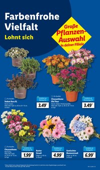 Pflanzen im Lidl Prospekt "LIDL LOHNT SICH" mit 62 Seiten (Göttingen)