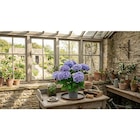 Hortensia en fleurs en promo chez Carrefour Strasbourg à 9,99 €