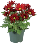 Chrysanthème Carnaval - Lidl à Niort Chrysanthème Carnaval en promo chez Lidl Niort à 1,39 €