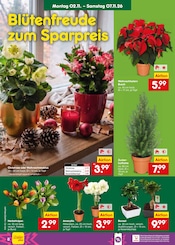 Kakteen im Netto Marken-Discount Prospekt in Karlsruhe Aktueller Netto Marken-Discount Prospekt mit Kakteen, "Aktuelle Angebote", Seite 12