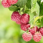 Himbeeren für 3,33 € bei Thomas Philipps im Angebot Himbeeren im aktuellen Thomas Philipps Prospekt