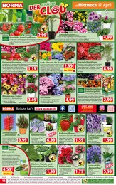 Blumenampel Angebot im aktuellen Norma Prospekt auf Seite 14