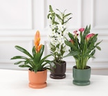 Promo MIXTE PLANTES FLEURIES à 9,99 € dans le catalogue Super U à Chanceaux-sur-Choisille