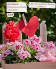 Aktuelles Geranien Angebot bei Garten-Center Nordharz GmbH & Co. KG in Salzgitter ab 2,59 €