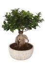 Ficus ginseng à 19,99 € dans le catalogue Carrefour