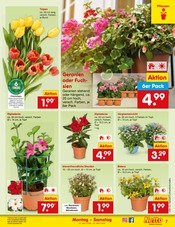 Pflanzen im Netto Marken-Discount Prospekt in Fellbach Aktueller Netto Marken-Discount Prospekt mit Pflanzen, "Aktuelle Angebote", Seite 7