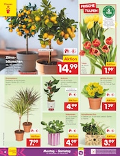 Ähnliche Teichfolie Angebote im Prospekt "Aktuelle Angebote" von Netto Marken-Discount in Heilbronn Ähnliche Angebote wie Teichfolie im Prospekt "Aktuelle Angebote" auf Seite 6 von Netto Marken-Discount in Heilbronn